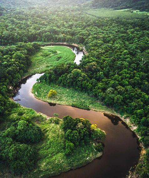 La foret amazonienne